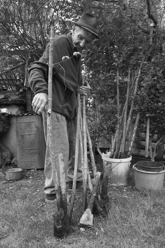 Bartalos János pásztor áztatott somfabotokat válogat  (Nyirád, 2024) Fotó: Szabó Magdolna