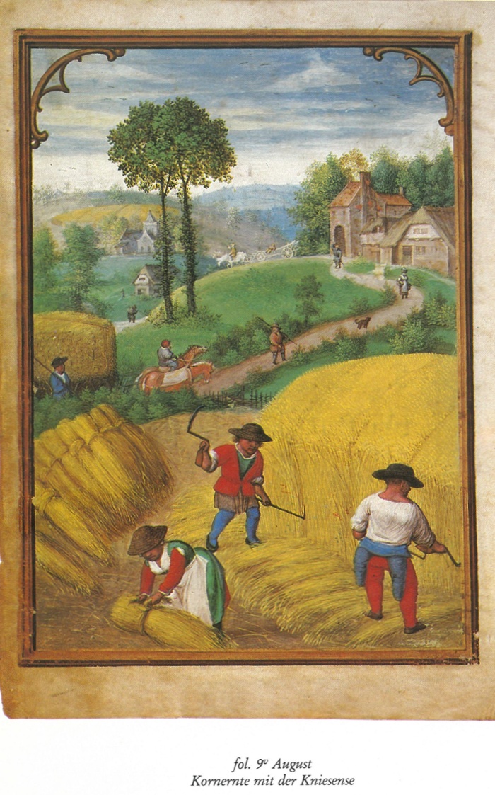 6. Egy 16. századi flamand kalendárium augusztusi képe. In Kalendarminiaturen der Stundenbücher. München, 1984. (B 53.843)